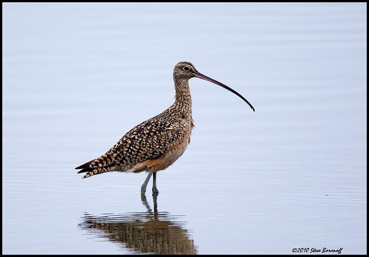 _0SB4576 long-billed curlew.jpg